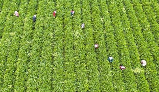 惠農區脫水蔬菜產業“長勢喜人”